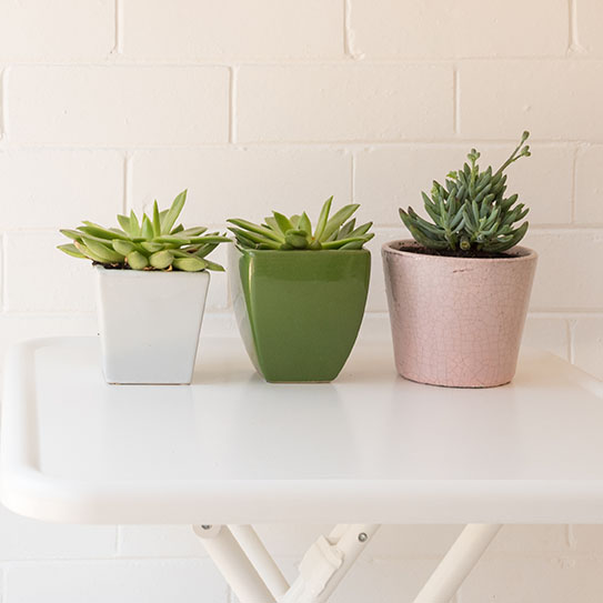 Three succulent plants - telehealth therapy in New York